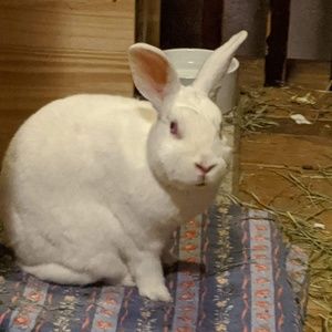 Meet your Posher, Denise